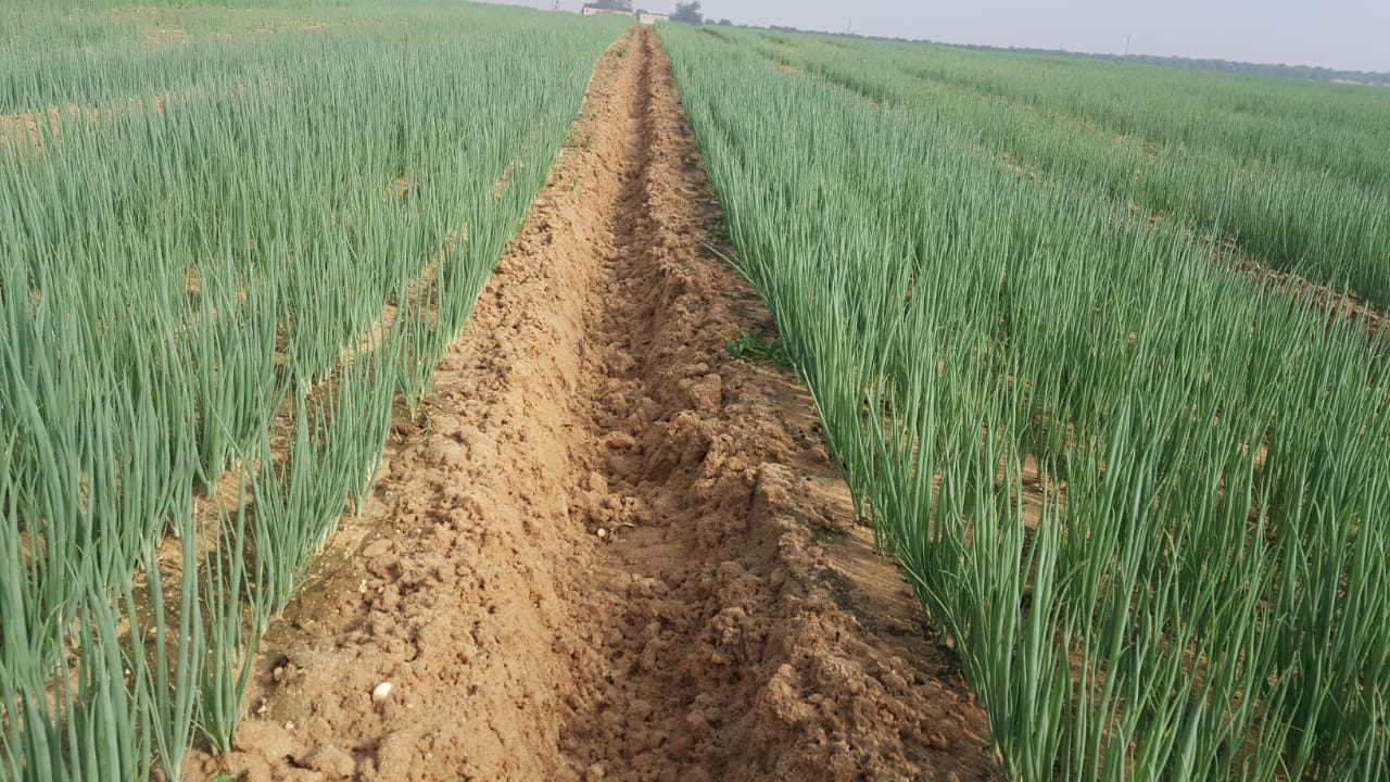 Spring Onions Detail 3